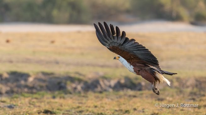 Botswana 09/2019 | Chobe River | African Fish Eagle (Schreiseeadler)