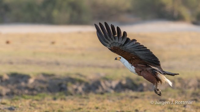 Botswana 09/2019 | Chobe River | African Fish Eagle (Schreiseeadler)