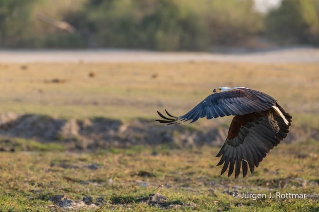 Botswana 09/2019 | Chobe River | African Fish Eagle (Schreiseeadler)