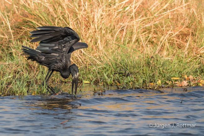 Botswana 09/2019 | Chobe River | African Openbill (Klaffschnabel)
