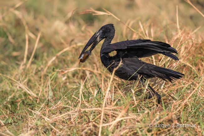 Botswana 09/2019 | Chobe River | African Openbill (Klaffschnabel)