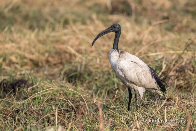 Botswana 09/2019 | Chobe River | African Sacred Ibis (Heiliger Ibis)