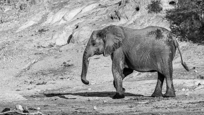 Botswana 09/2019 | Chobe River | African Savanna Elephant (Afrikanischer Elefant)