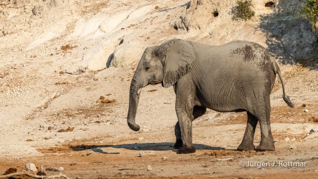 Botswana 09/2019 | Chobe River | African Savanna Elephant (Afrikanischer Elefant)