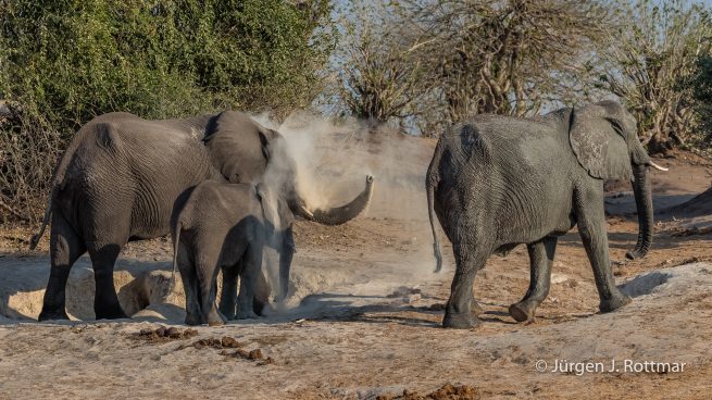 Botswana 09/2019 | Chobe River | African Savanna Elephant (Afrikanischer Elefant)