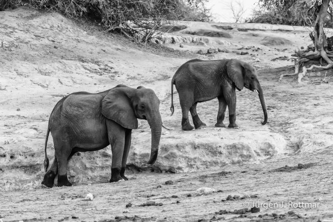 Botswana 09/2019 | Chobe River | African Savanna Elephant (Afrikanischer Elefant)