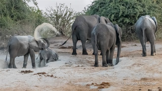 Botswana 09/2019 | Chobe River | African Savanna Elephant (Afrikanischer Elefant)