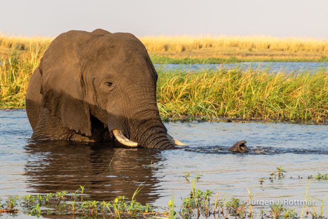 Botswana 09/2019 | Chobe River | African Savanna Elephant (Afrikanischer Elefant)