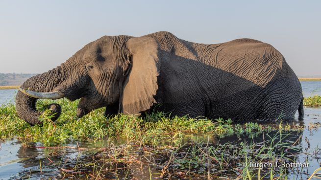 Botswana 09/2019 | Chobe River | African Savanna Elephant (Afrikanischer Elefant)