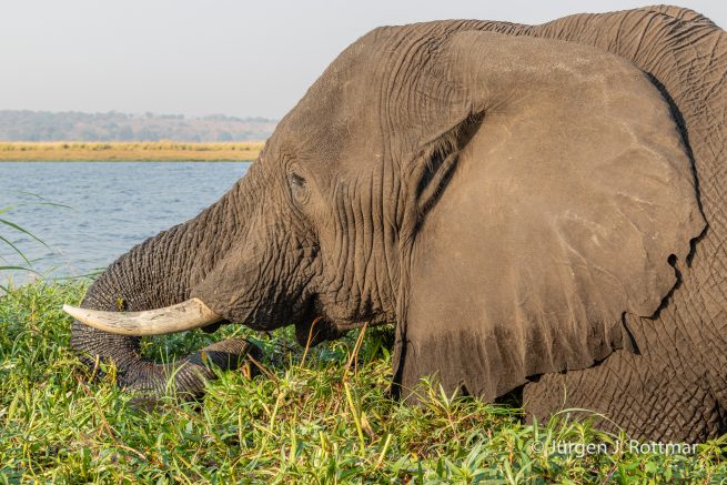 Botswana 09/2019 | Chobe River | African Savanna Elephant (Afrikanischer Elefant)