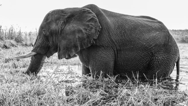 Botswana 09/2019 | Chobe River | African Savanna Elephant (Afrikanischer Elefant)