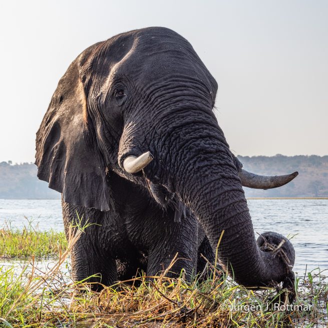 Botswana 09/2019 | Chobe River | African Savanna Elephant (Afrikanischer Elefant)
