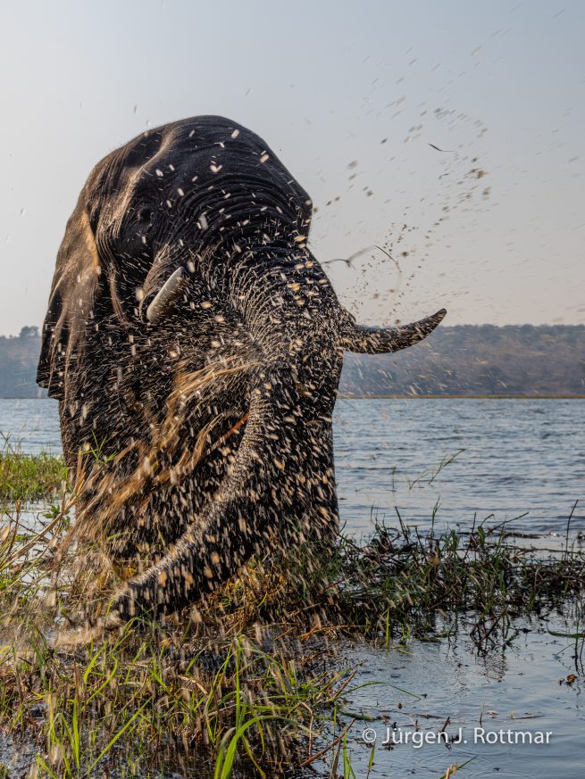 Botswana 09/2019 | Chobe River | African Savanna Elephant (Afrikanischer Elefant)