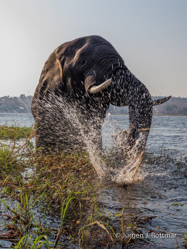 Botswana 09/2019 | Chobe River | African Savanna Elephant (Afrikanischer Elefant)
