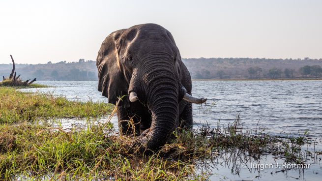 Botswana 09/2019 | Chobe River | African Savanna Elephant (Afrikanischer Elefant)