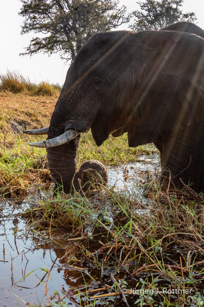 Botswana 09/2019 | Chobe River | African Savanna Elephant (Afrikanischer Elefant)