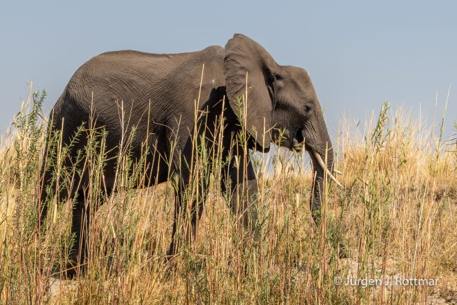 Botswana 09/2019 | Chobe River | African Savanna Elephant (Afrikanischer Elefant)
