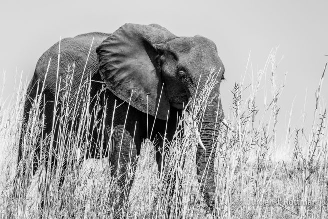 Botswana 09/2019 | Chobe River | African Savanna Elephant (Afrikanischer Elefant)