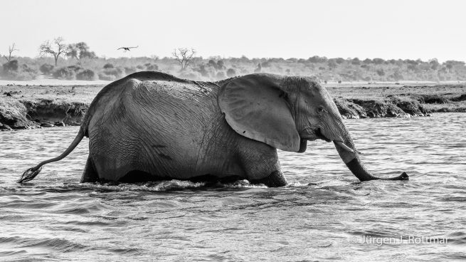 Botswana 09/2019 | Chobe River | African Savanna Elephant (Afrikanischer Elefant)