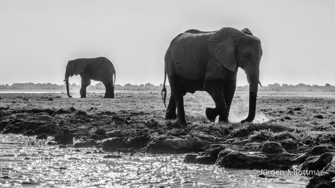 Botswana 09/2019 | Chobe River | African Savanna Elephant (Afrikanischer Elefant)