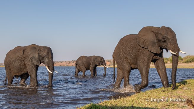 Botswana 09/2019 | Chobe River | African Savanna Elephant (Afrikanischer Elefant)