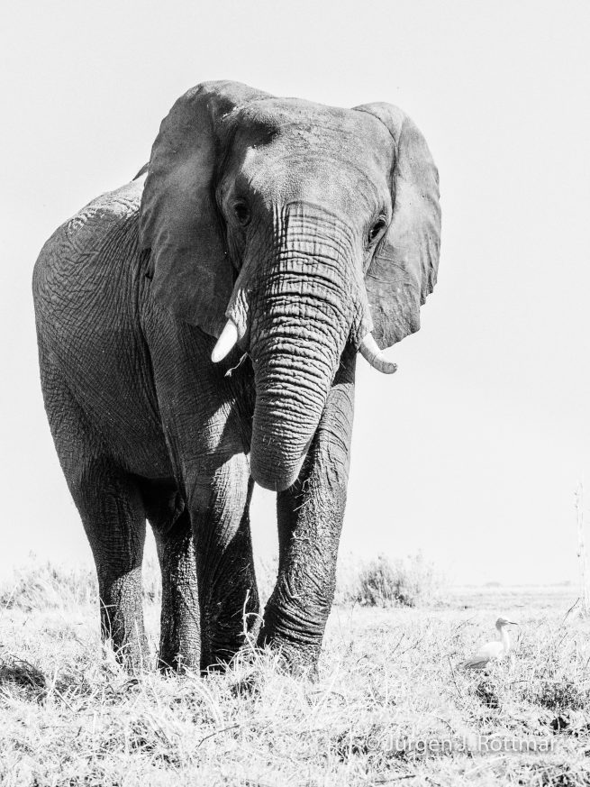 Botswana 09/2019 | Chobe River | African Savanna Elephant (Afrikanischer Elefant)