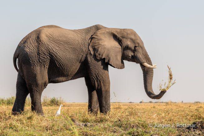 Botswana 09/2019 | Chobe River | African Savanna Elephant (Afrikanischer Elefant)