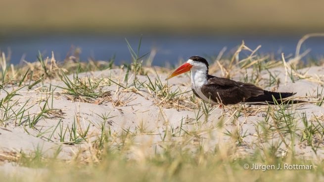 Botswana 09/2019 | Chobe River | African Skimmer (Braunmantel Scherenschnabel)