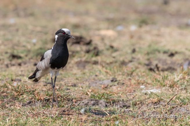 Botswana 09/2019 | Chobe River | Blacksmith Lapwing (Waffenkiebitz)