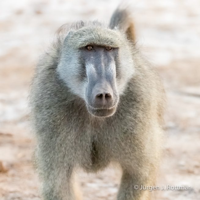 Botswana 09/2019 | Chobe River | Chacma Baboon (Tschakmapavian)