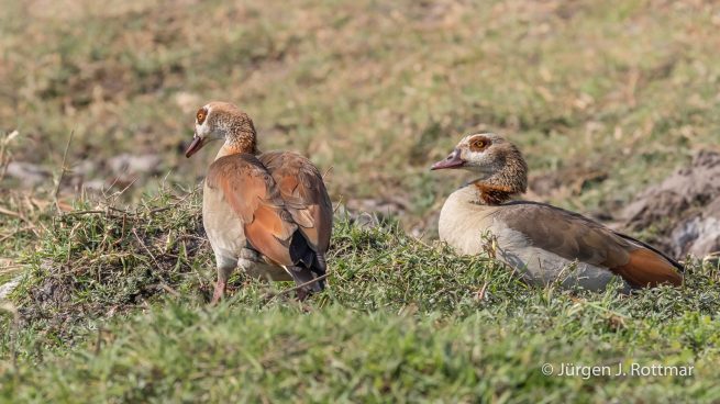Botswana 09/2019 | Chobe River | Egytian Goose (Nilgans)