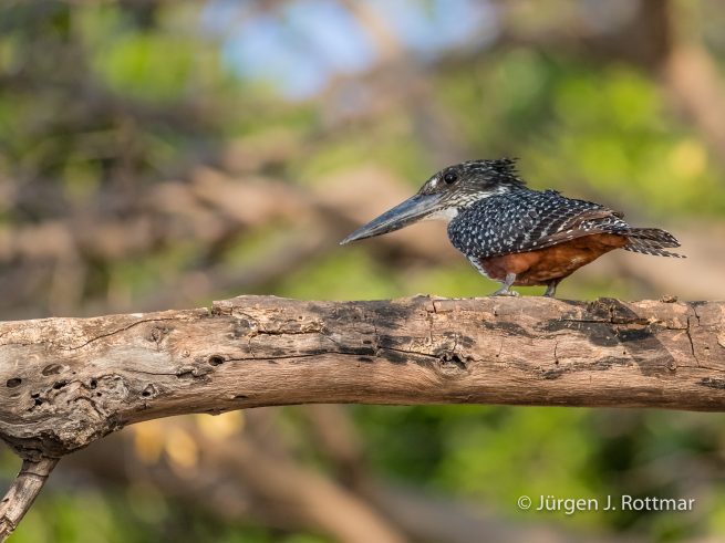 Botswana 09/2019 | Chobe River | Giant Kingfisher (Riesenfischer)