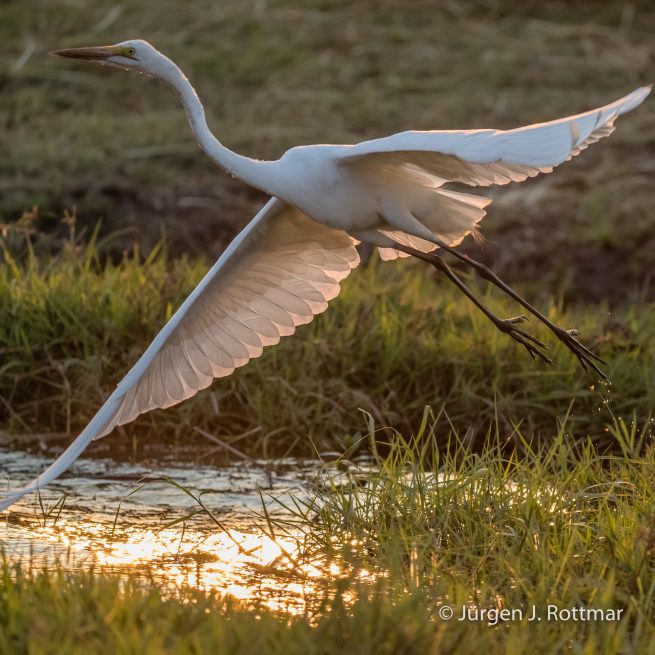 Botswana 09/2019 | Chobe River | Great Egret (Silberreiher)