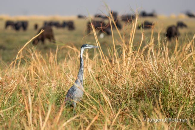 Botswana 09/2019 | Chobe River | Grey Heron (Graureiher)