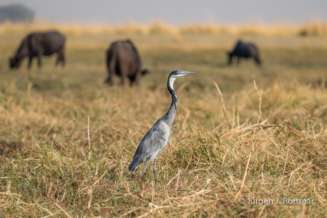 Botswana 09/2019 | Chobe River | Grey Heron (Graureiher)