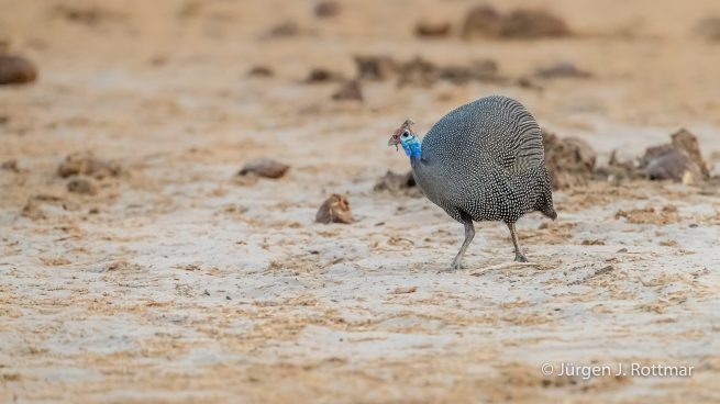 Botswana 09/2019 | Chobe River | Helmeted Guineafowl (Helmperlhuhn)