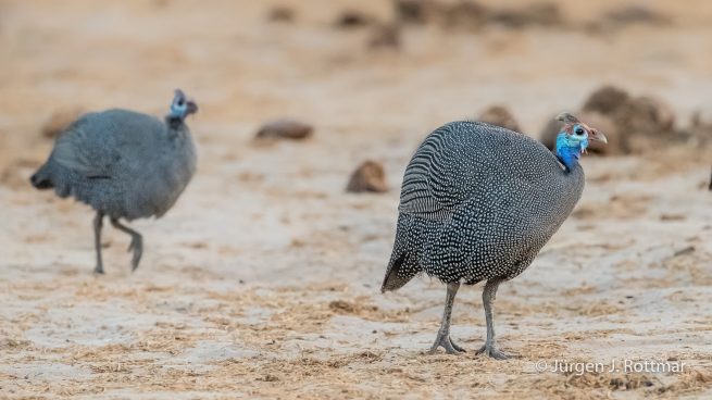 Botswana 09/2019 | Chobe River | Helmeted Guineafowl (Helmperlhuhn)