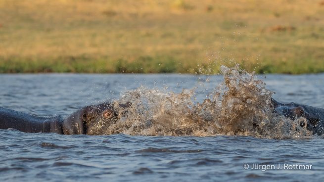 Botswana 09/2019 | Chobe River | Hippopotamus (Grossflusspferd)