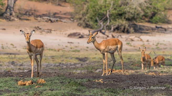 Botswana 09/2019 | Chobe River | Impala (Schwarzfersenantilope)