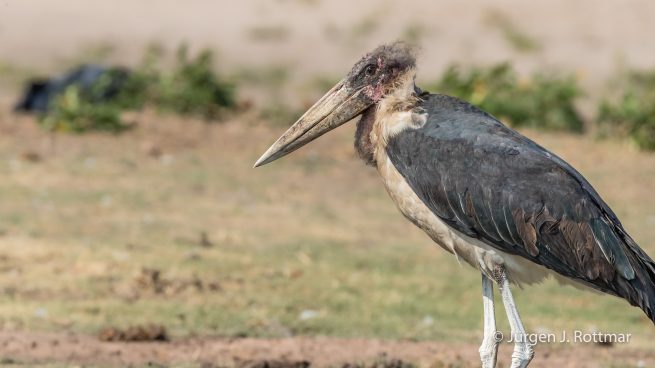 Botswana 09/2019 | Chobe River | Marabou Stork (Marabu)