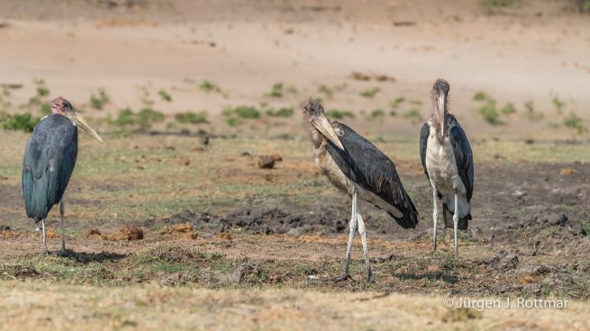 Botswana 09/2019 | Chobe River | Marabou Stork (Marabu)