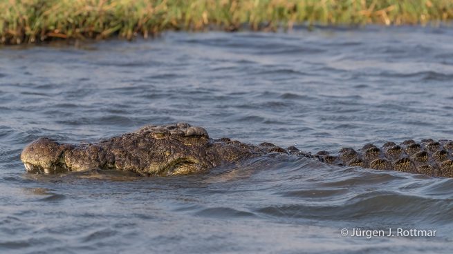 Botswana 09/2019 | Chobe River | Nile Crocodile (Nilkrokodil)