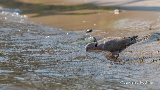 Botswana 09/2019 | Chobe River | Ring-necked Dove (Kapturteltaube)