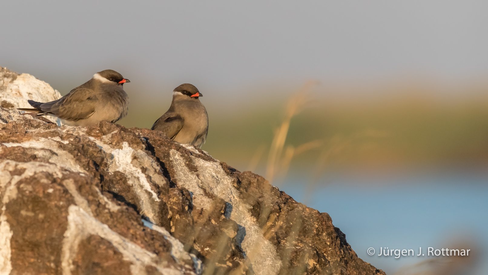 Botswana 09/2019 | Chobe River | Rock Pratincole (Weißnacken-Brachschwalbe)