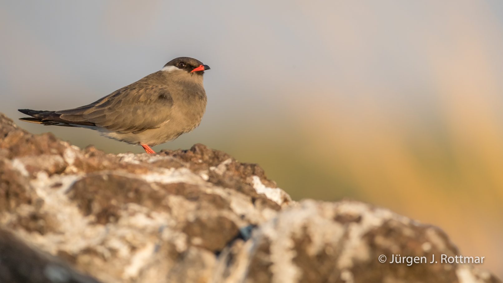 Botswana 09/2019 | Chobe River | Rock Pratincole (Weißnacken-Brachschwalbe)