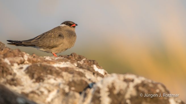 Botswana 09/2019 | Chobe River | Rock Pratincole (Weißnacken-Brachschwalbe)
