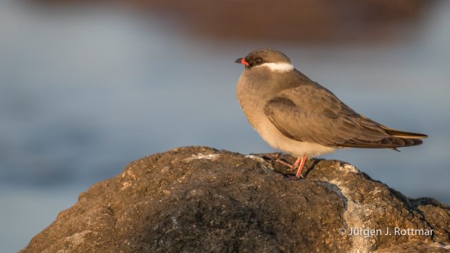 Botswana 09/2019 | Chobe River | Rock Pratincole (Weißnacken-Brachschwalbe)