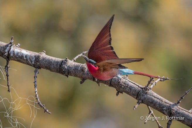 Botswana 09/2019 | Chobe River | Southern Carmine Bee-eater (Scharlachspint)