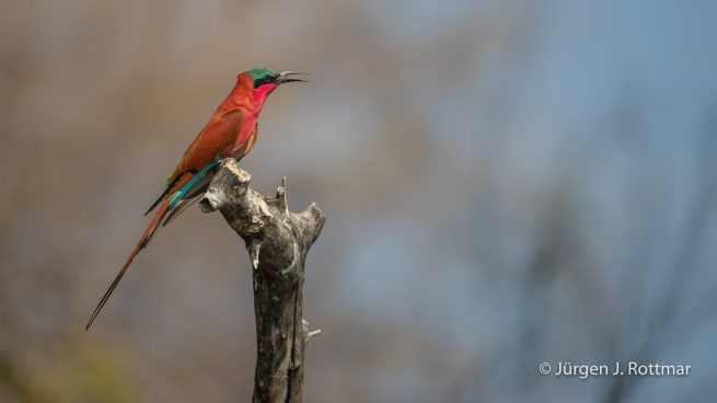 Botswana 09/2019 | Chobe River | Southern Carmine Bee-eater (Scharlachspint)