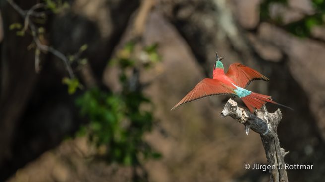 Botswana 09/2019 | Chobe River | Southern Carmine Bee-eater (Scharlachspint)